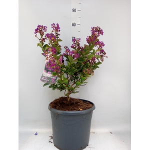 Lagerstroemia indica