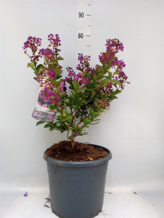 <h4>Lagerstroemia indica</h4>