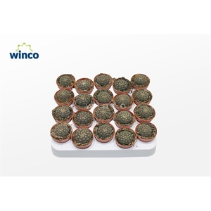 Gymnocalycium Ragonesei