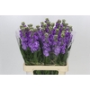Matthiola Iron Blue