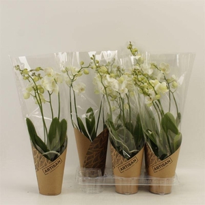 PHAL AN INVERNESS