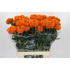 Tagetes Marigold Promise Orange