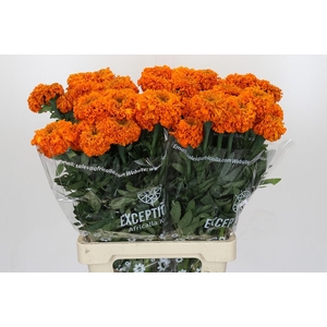 Tagetes Marigold Promise Orange