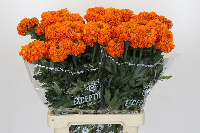 <h4>Tagetes Marigold Promise Orange</h4>
