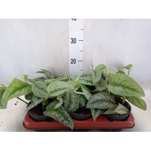 Scindapsus pictus 'Trebie'