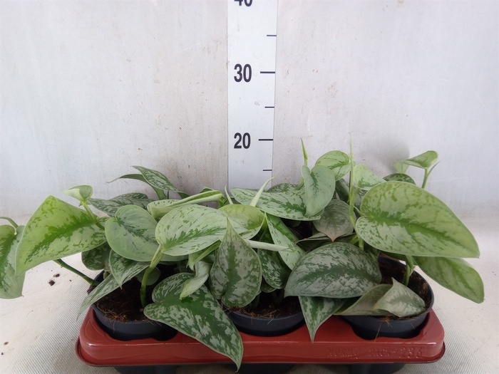 <h4>Scindapsus pictus 'Trebie'</h4>