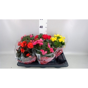 Begonia elat. DU ...mix