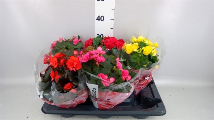 <h4>Begonia elat. DU   ...mix</h4>