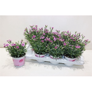 Dianthus Pink Kisses