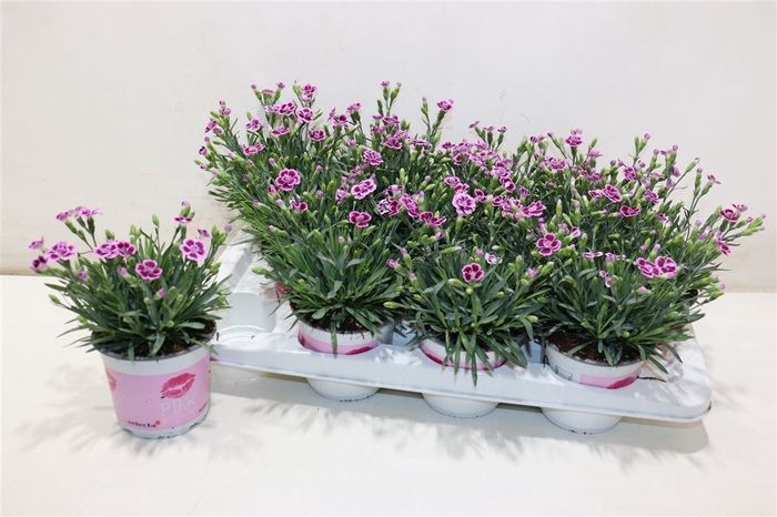 <h4>Dianthus Pink Kisses</h4>