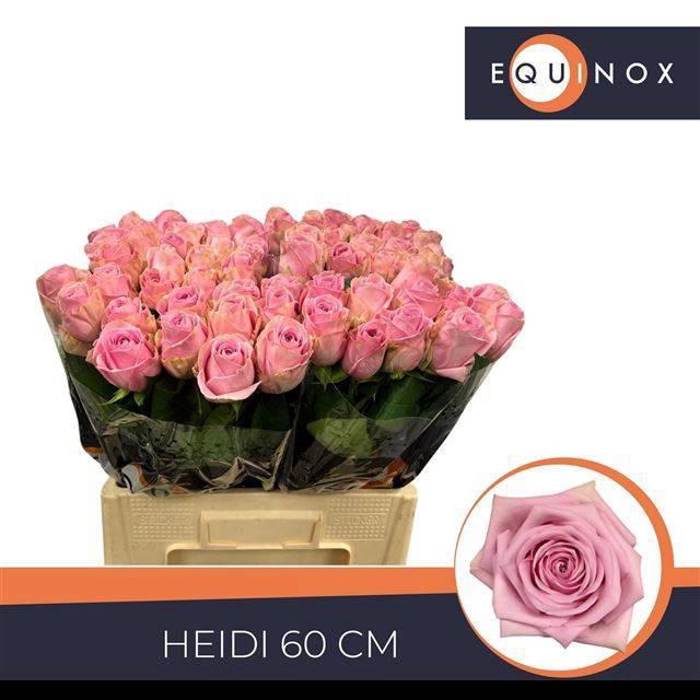 <h4>R GR HEIDI!</h4>