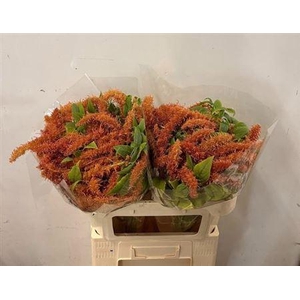 AMAR CA BROWN SPIDER