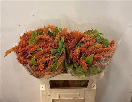 <h4>AMAR CA BROWN SPIDER</h4>