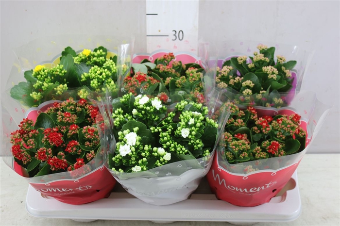 <h4>Kalanchoe Calandiva Mix</h4>