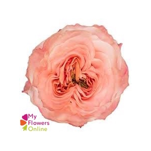 R Gr Princess Crown Peach 50cm EC