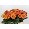 Dahlia Summerflame
