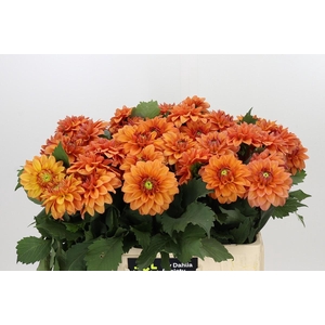 Dahlia Summerflame