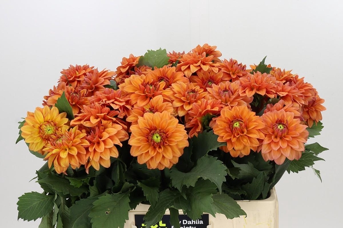 <h4>Dahlia Summerflame</h4>