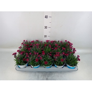 Dianthus  'Viva Magenta'