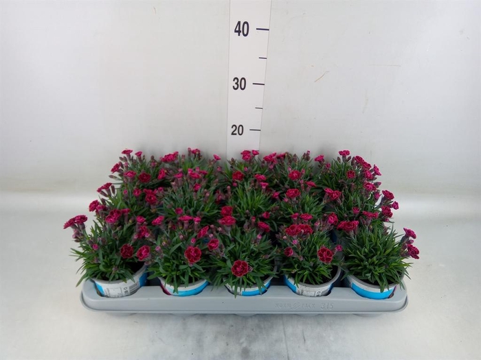 <h4>Dianthus  'Viva Magenta'</h4>