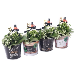Kalanchoe wit 6 cm met fitonia in zinken silvester pot