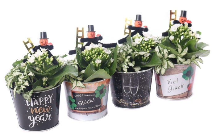 <h4>Kalanchoe wit 6 cm met fitonia in zinken silvester pot</h4>