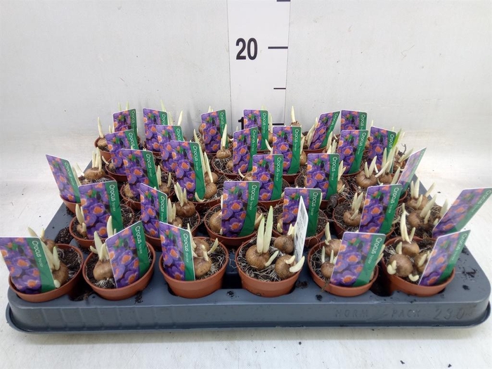 <h4>Crocus   ...in pot</h4>