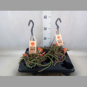 Cactus   ...hangingplants