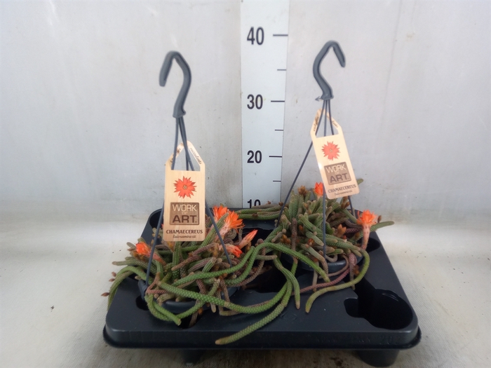 <h4>Cactus   ...hangingplants</h4>