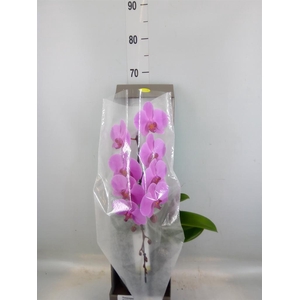 Phalaenopsis   ...rose