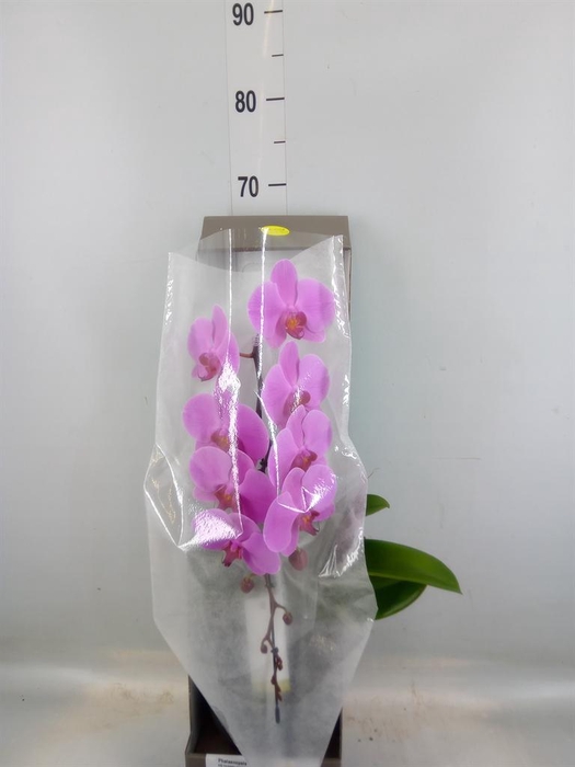 <h4>Phalaenopsis   ...rose</h4>