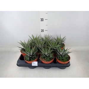 Haworthia fasciata 'Big Band'