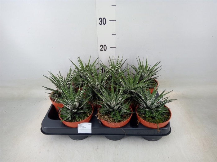 <h4>Haworthia fasciata 'Big Band'</h4>