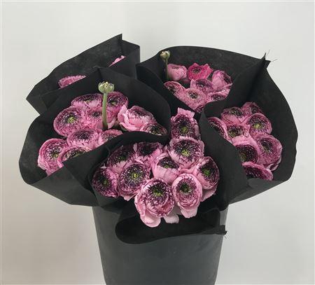 <h4>Ran Suc Capp 751 Ex Rosa</h4>