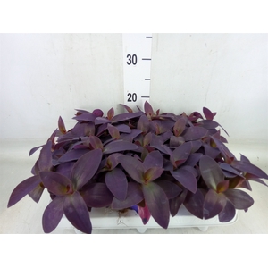 Tradescantia   ...