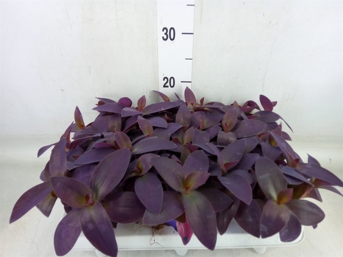 <h4>Tradescantia   ...</h4>