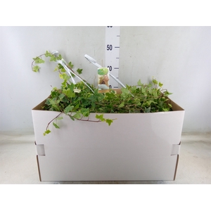 Hedera helix 'Eva'