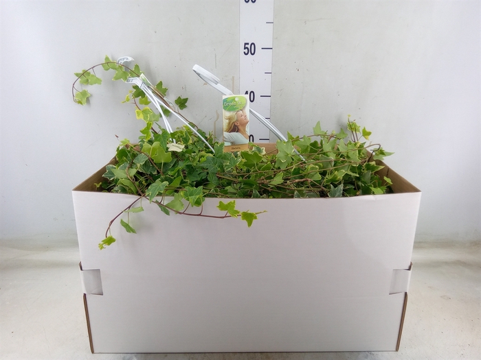 <h4>Hedera helix 'Eva'</h4>