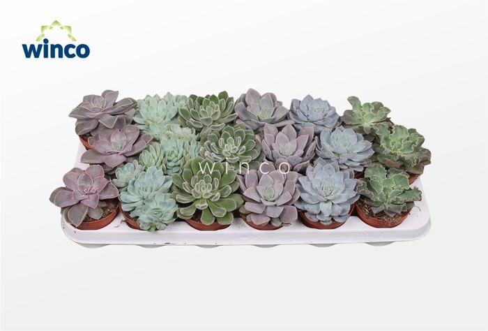 Echeveria Basic Mix (6 Spc.)