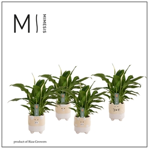 Mimesis Spathiphyllum Chopin - 9 cm in Tommy - Nature Love