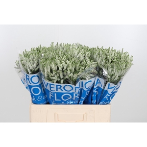 Veron Smart Wave Spray