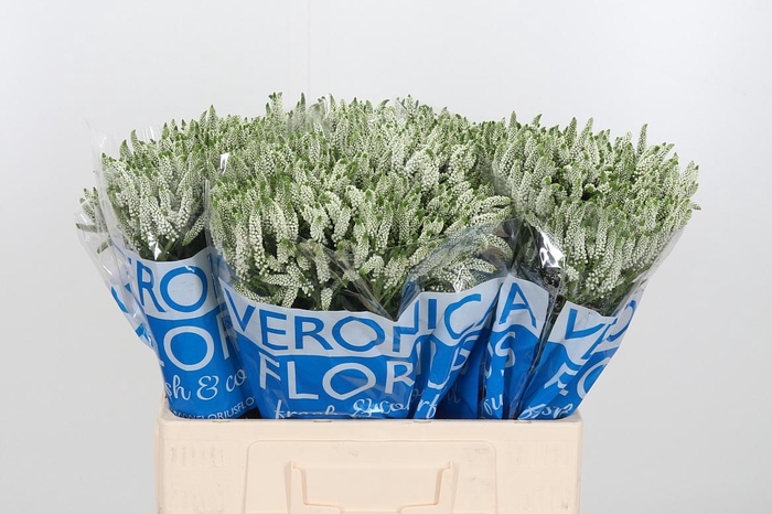 <h4>Veron Smart Wave Spray</h4>