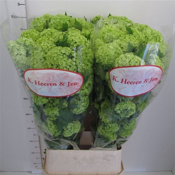 <h4>Viburnum opulus 'Roseum'</h4>