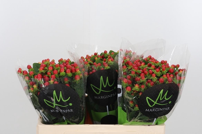 <h4>Hyp Tomato Flair</h4>