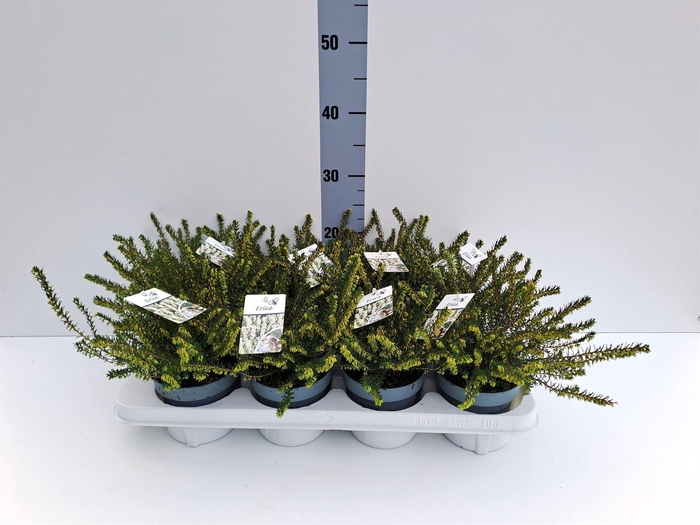 Erica darley. 'Silberschmelze'