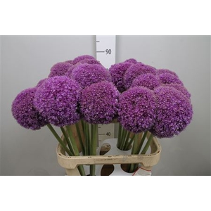 Allium Giganteum