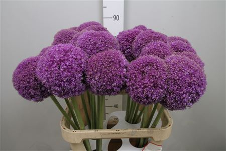 <h4>Allium Giganteum</h4>