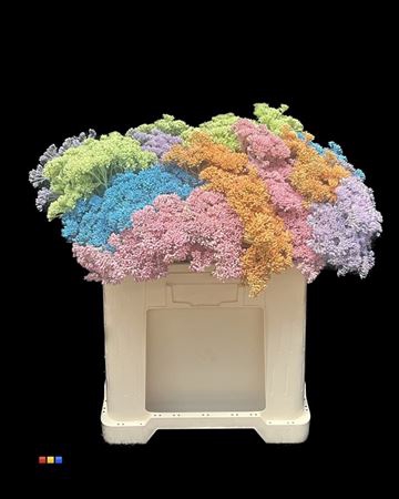 <h4>Sedum Mix Pastel</h4>