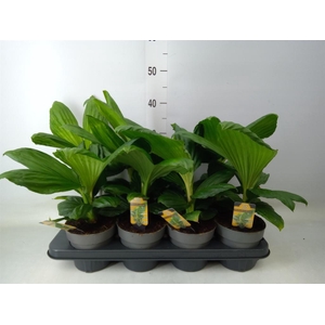 Planten   ...green L%