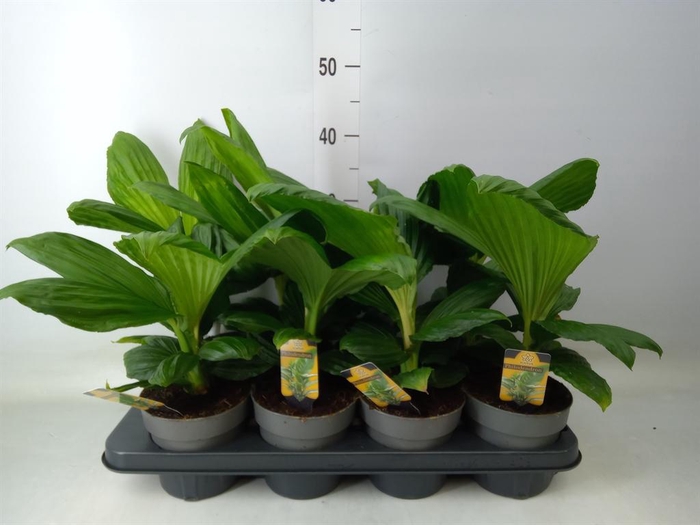 <h4>Planten   ...green L%</h4>